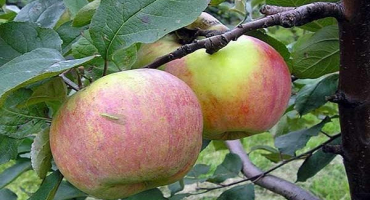 Popis odrůdy jablek vityaz a chuťové vlastnosti ovoce, výnos